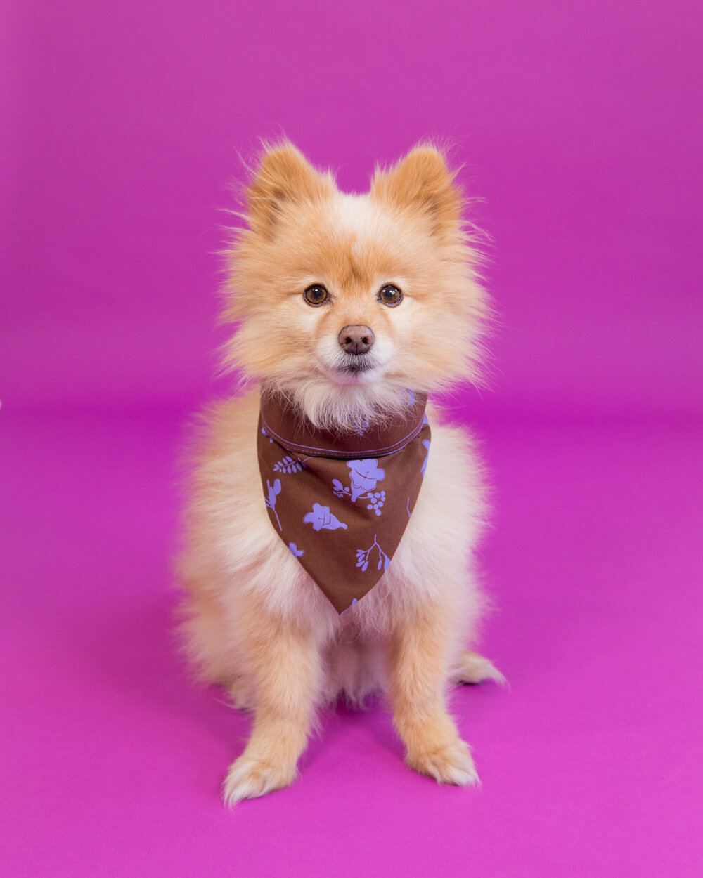 Jacaranda Bandana-4.JPG